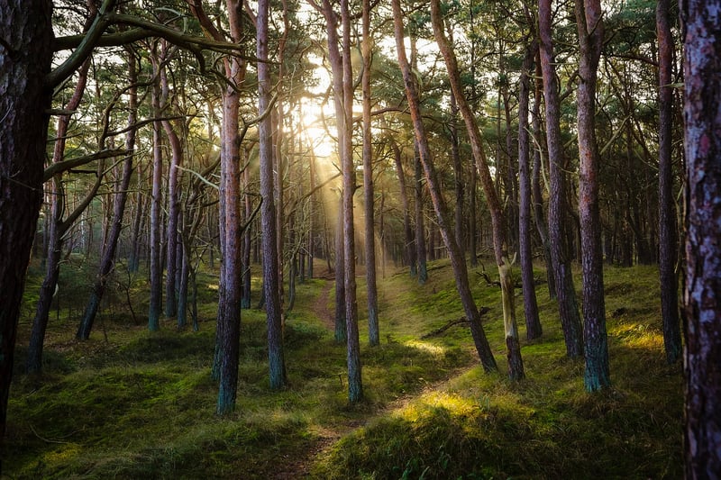 Forest Landscape
