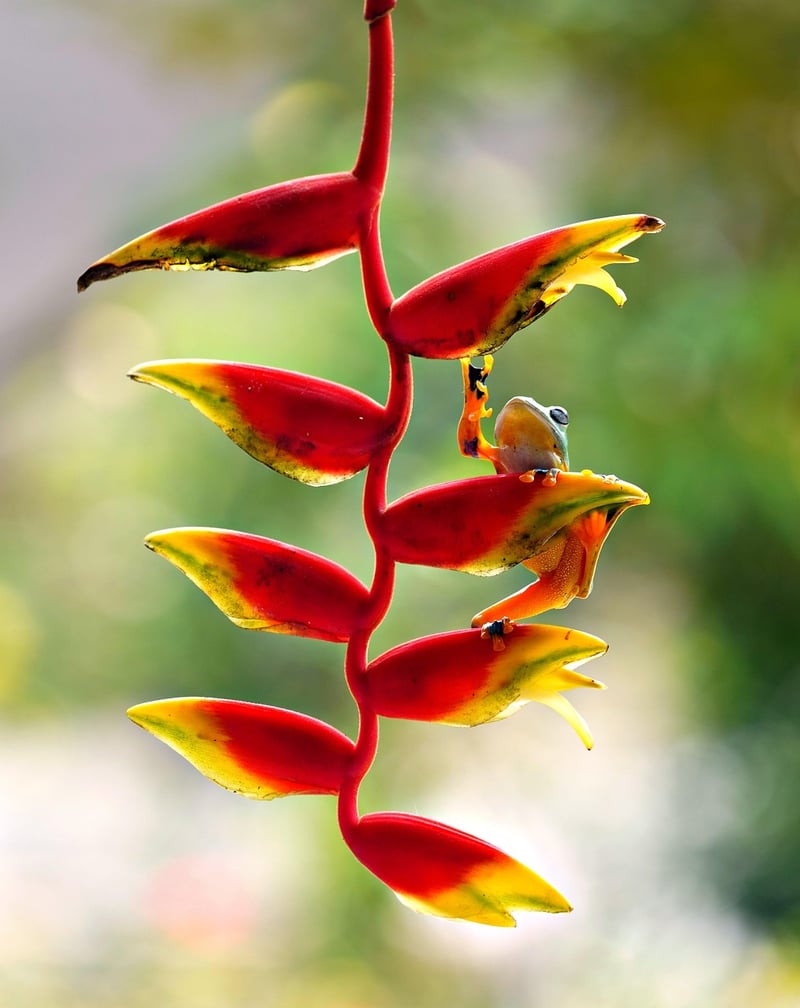 Hanging Plant Display