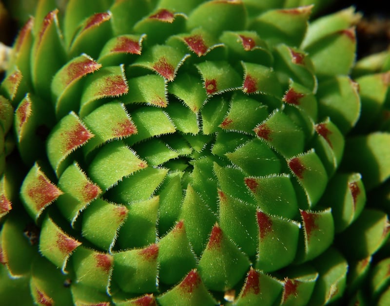 Haworthia